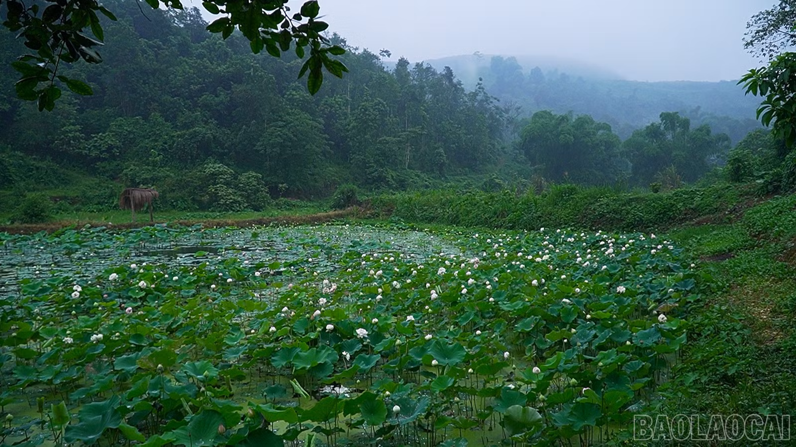 baolaocai-br_490-577400-18-16-05still081.jpg