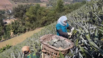 Hỗ trợ nông dân trồng và liên kết tiêu thụ 24 ha dứa rải vụ