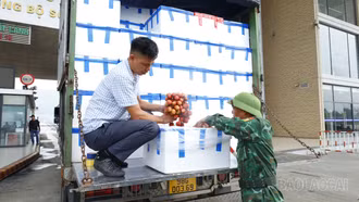 Tạo thuận lợi cho xuất khẩu quả vải tươi