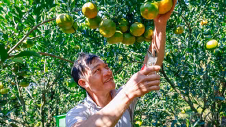 Sắc vàng mùa quýt Mường Khương