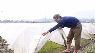 Tập trung sản xuất lúa xuân
