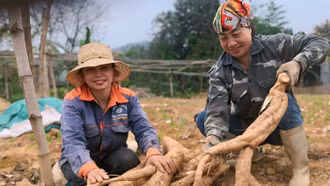 Nông dân xã Gia Phú (huyện Bảo Thắng) thu hoạch sắn dây