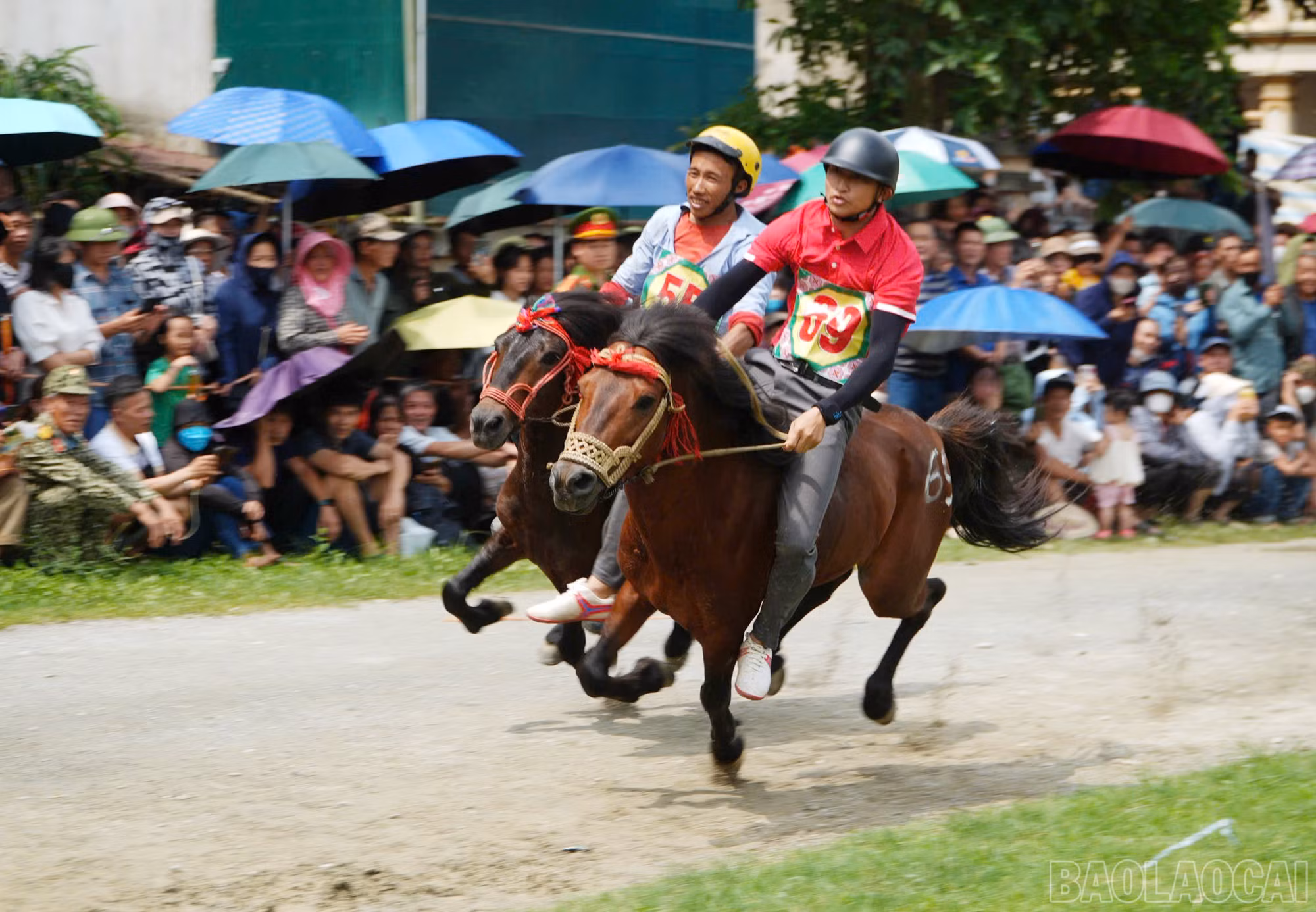 baolaocai-br_dua-ngua-1.jpg