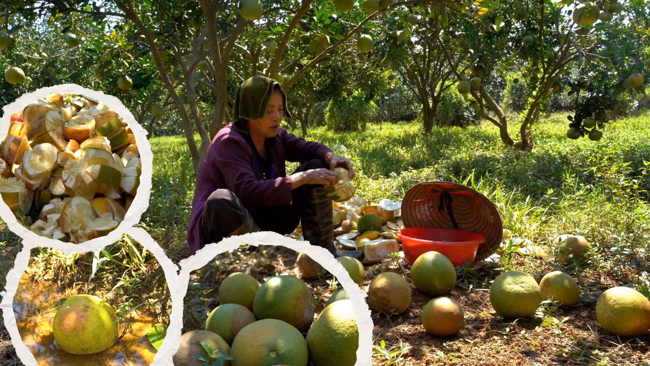 vungbuoi2.png