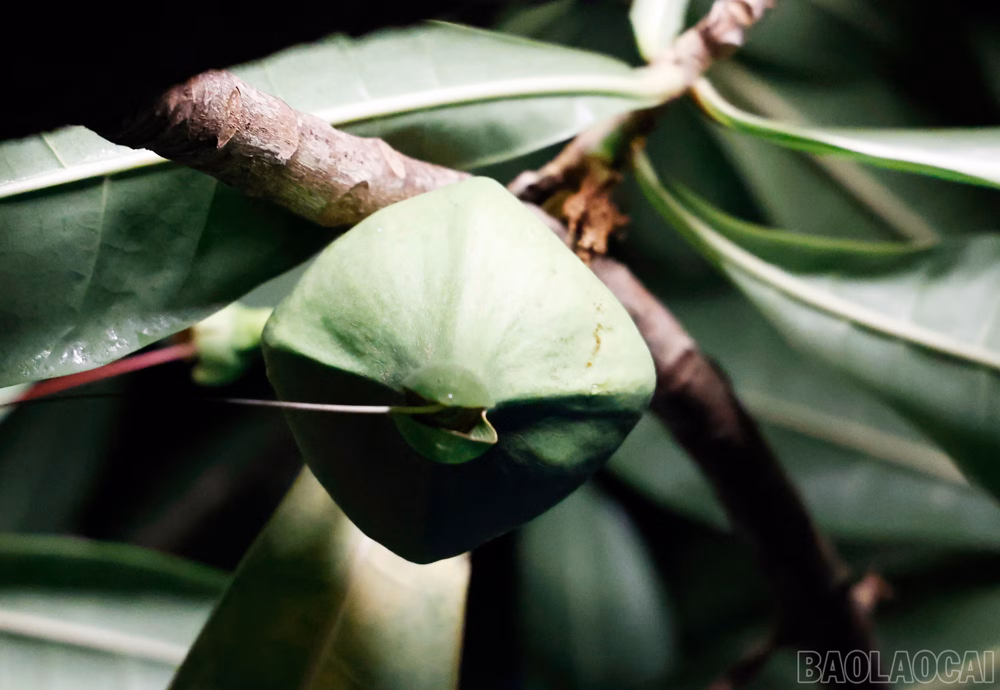 baolaocai-br_8658.jpg