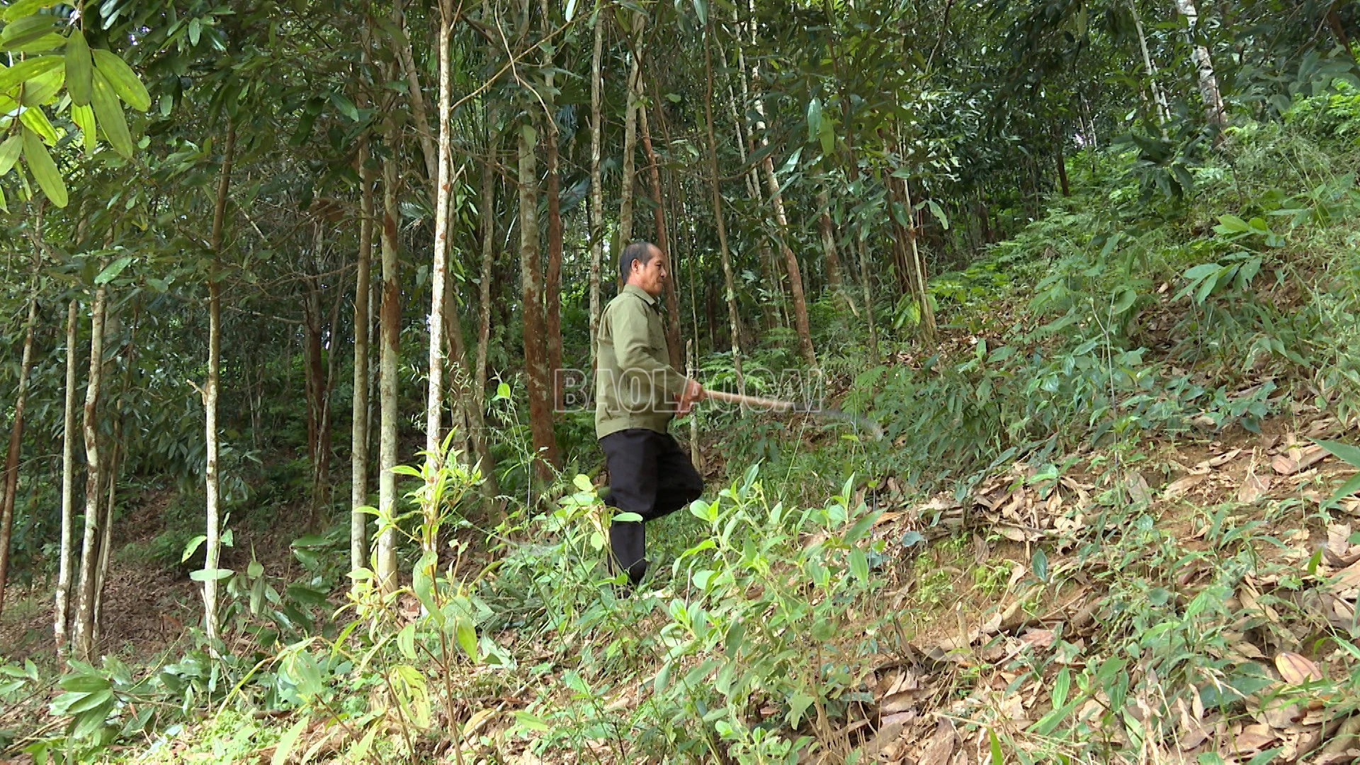baolaocai-c_ong-kim-doi-que.jpg