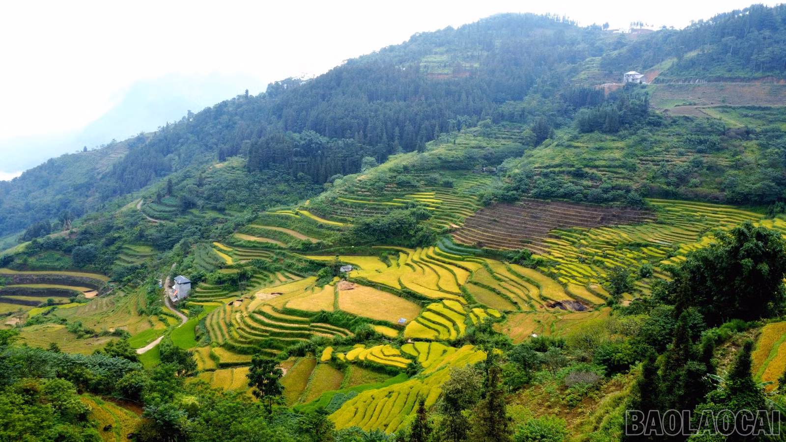 baolaocai-br_img-20260913-164604.jpg