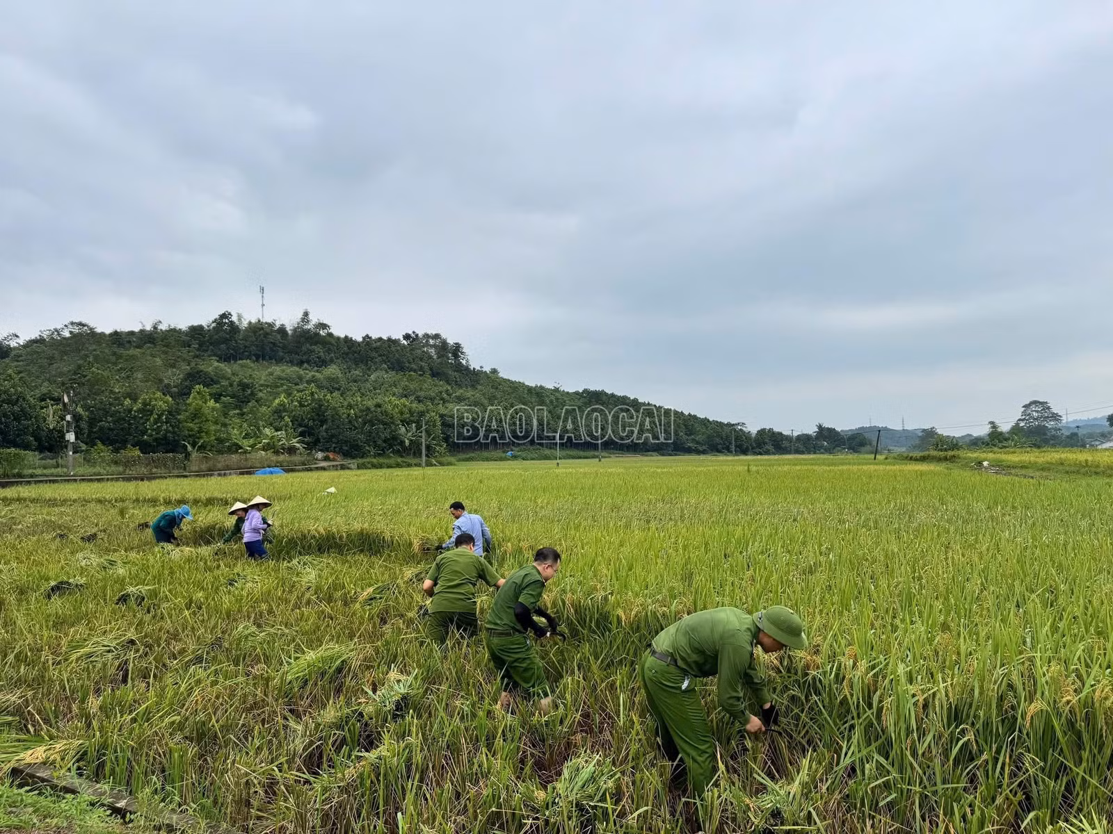 baolaocai-c_img-4871.jpg