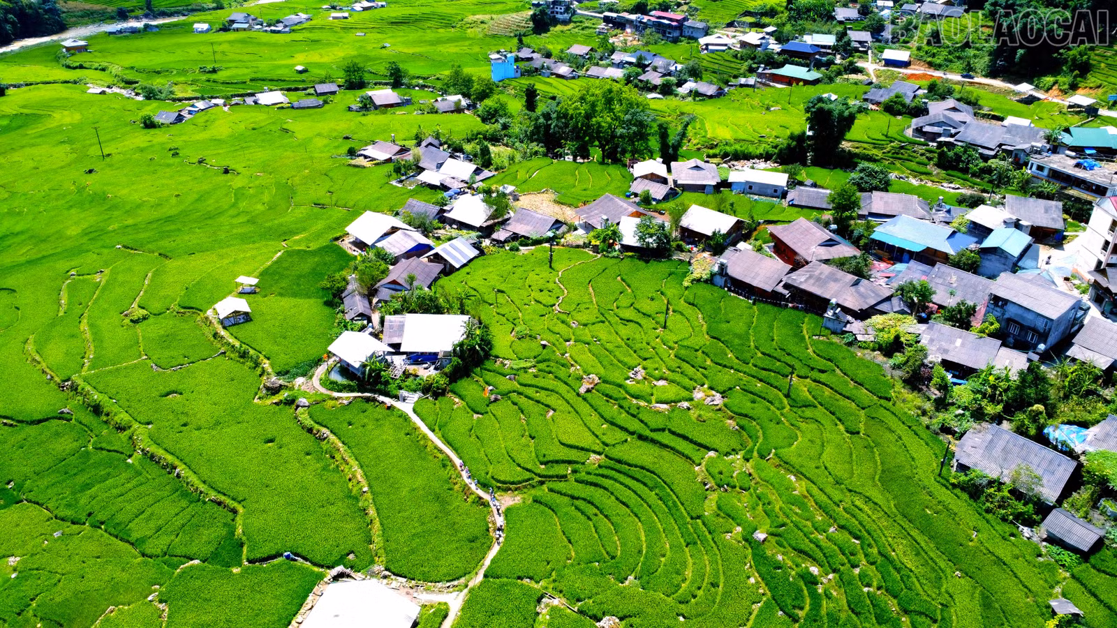 baolaocai-tr_img-20250802-085056.jpg