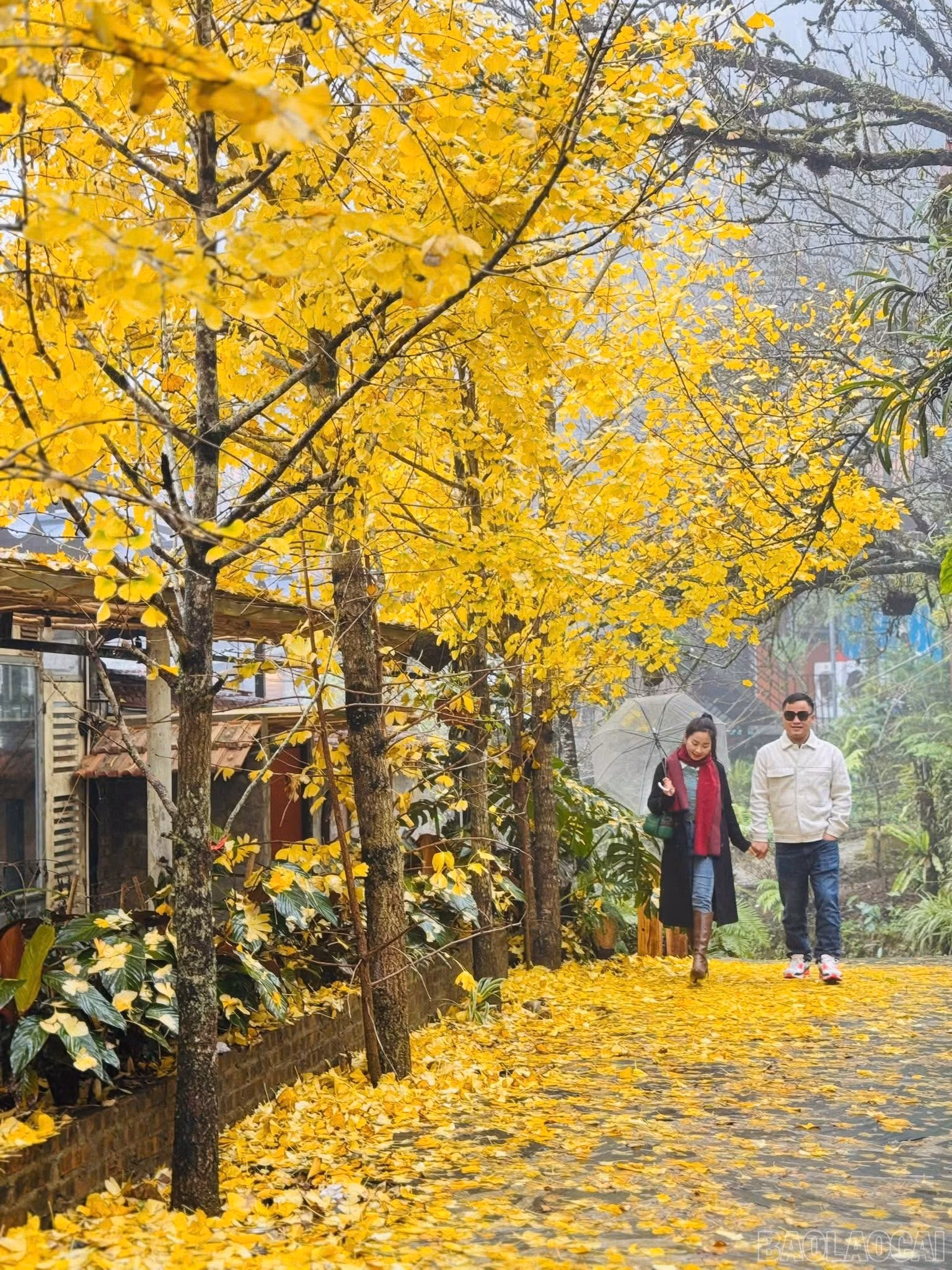 baolaocai-br_img-2895.jpg