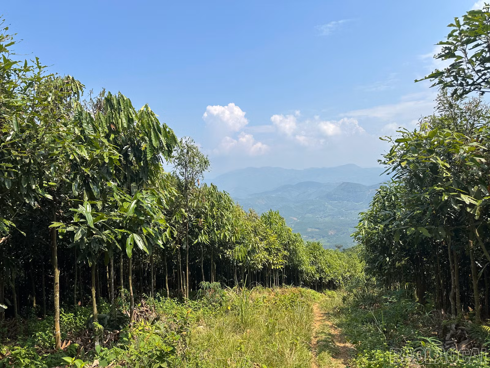 baolaocai-br_img-2713.jpg