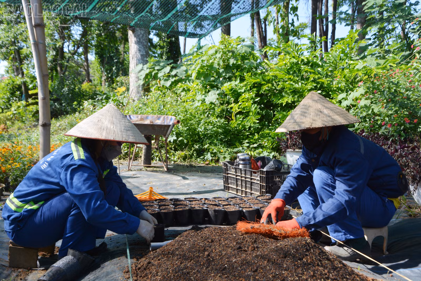 baolaocai-tl_dsc-6528.jpg