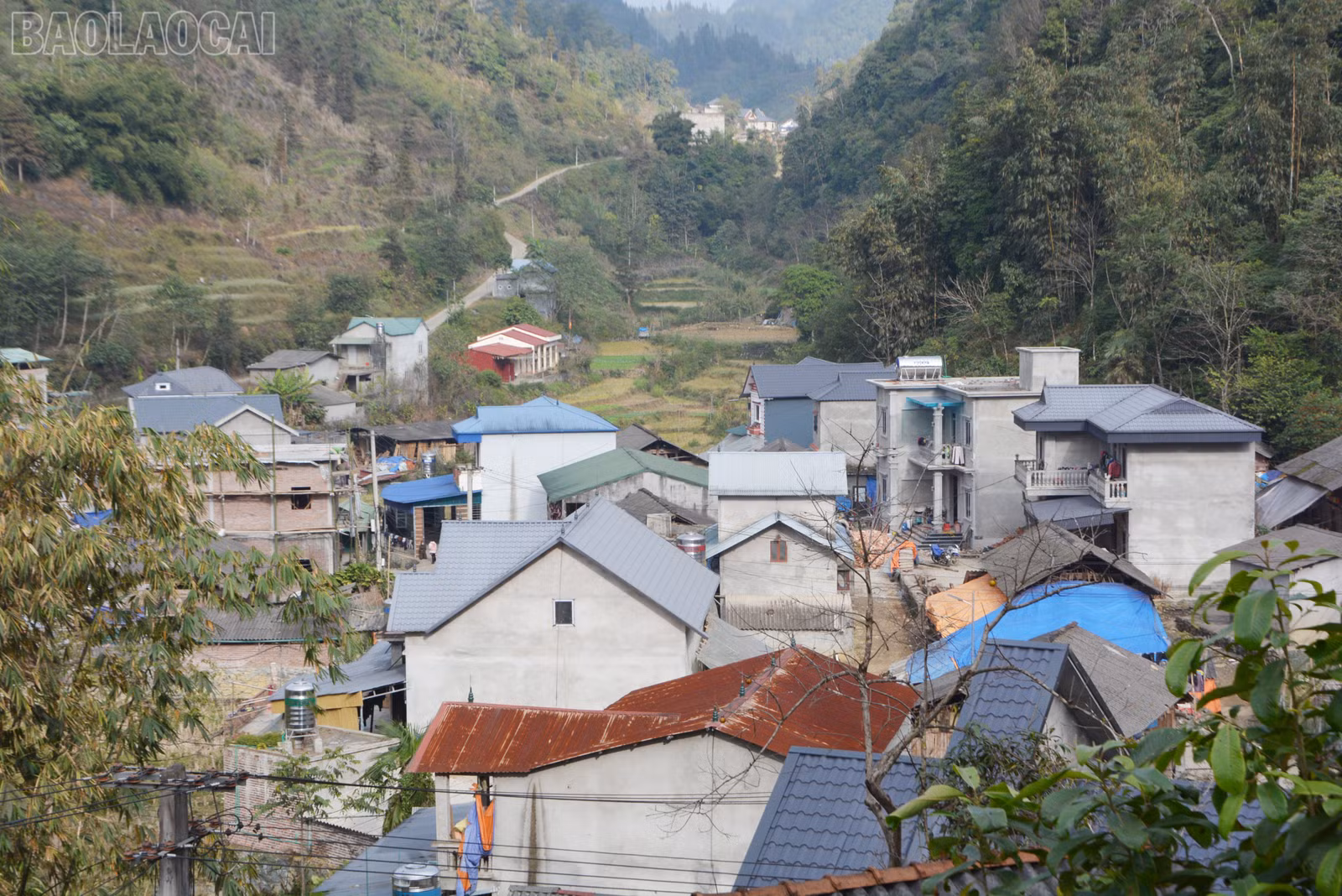 baolaocai-tl_dsc-0263.jpg