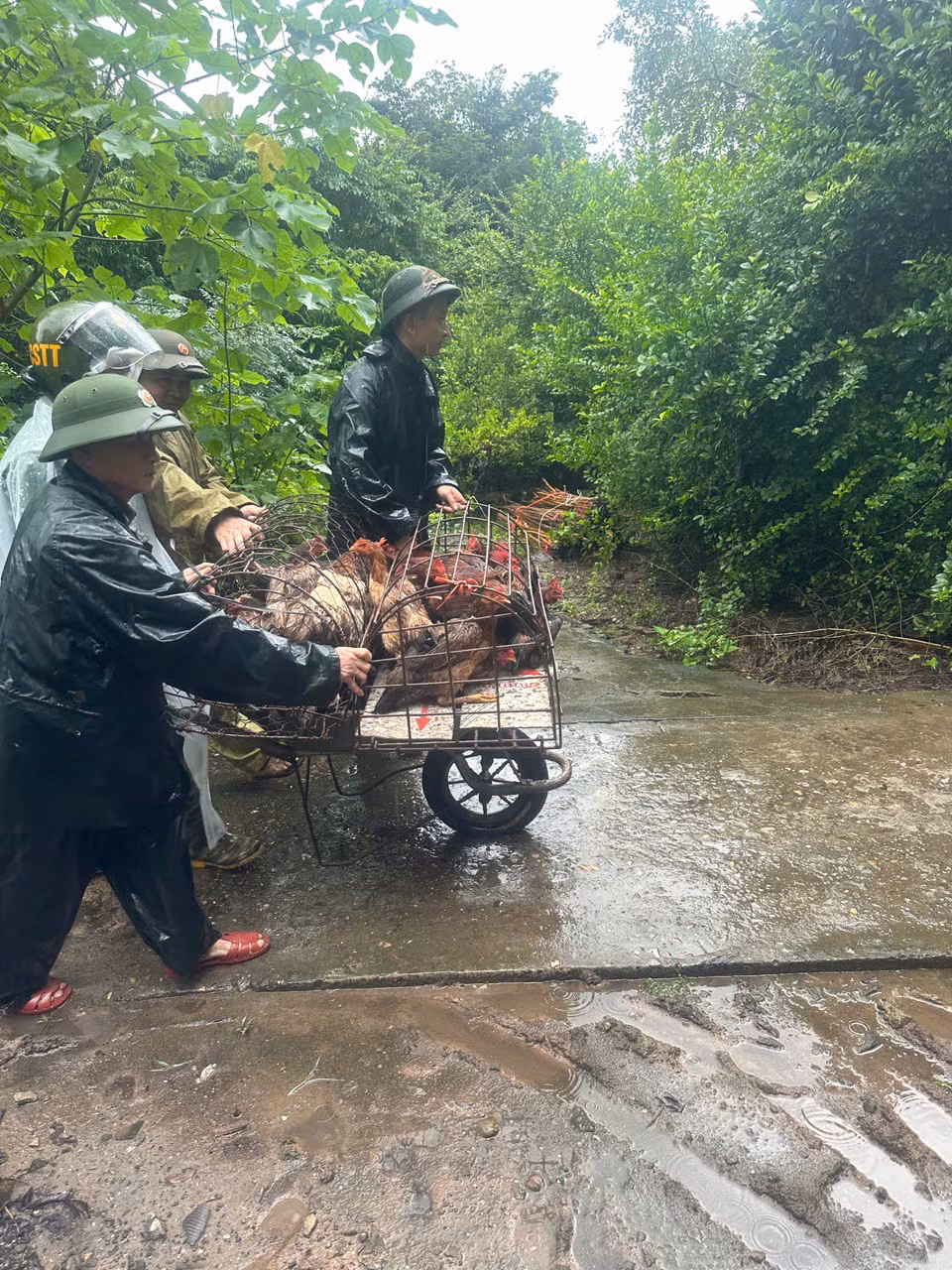 Các lực lượng trên địa bàn hỗ trợ các hộ dân bị ngập lụt di chuyển người, tài sản, vật nuôi đến nơi an toàn (ảnh phường Bình Minh cung cấp).