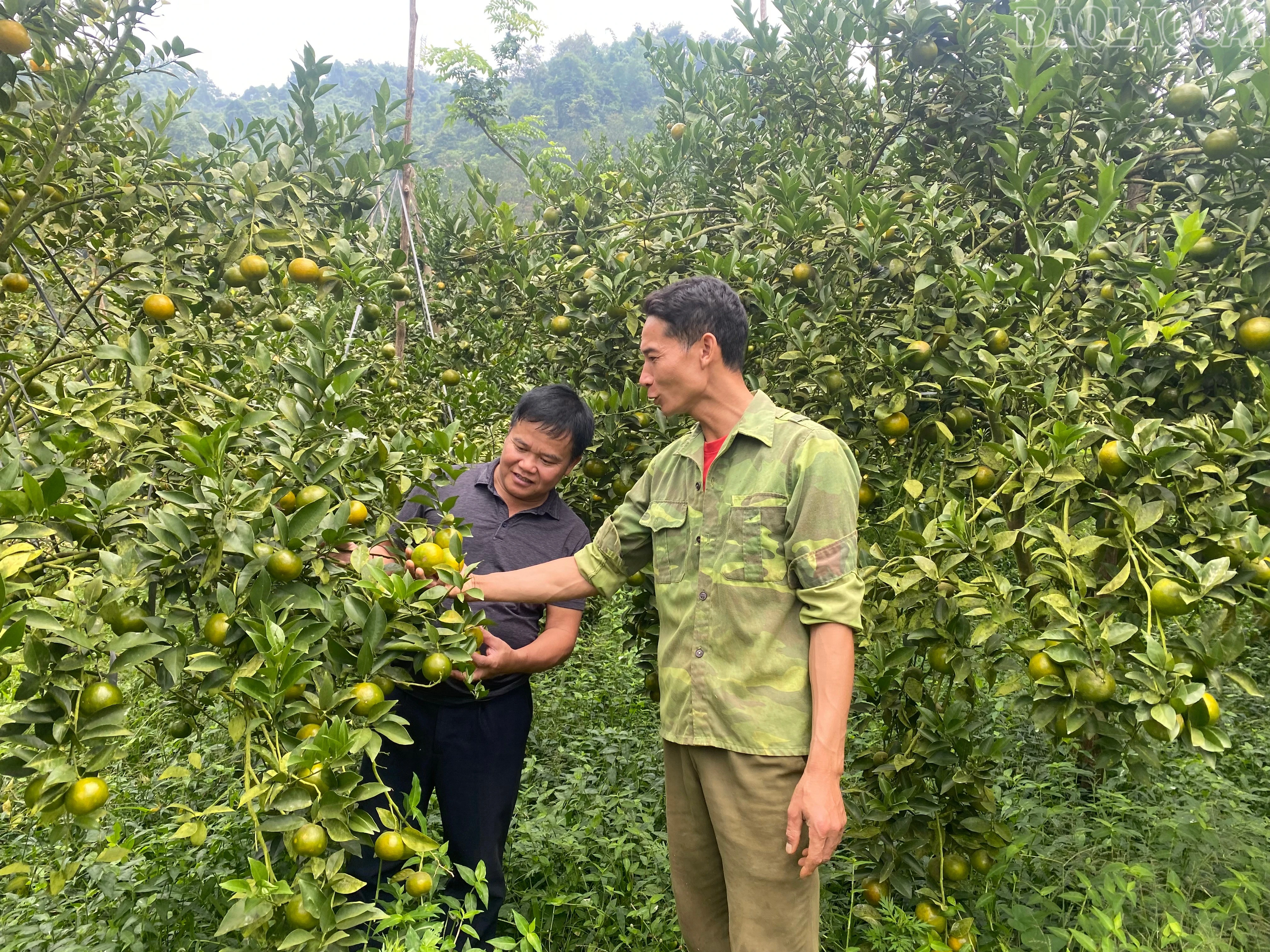 Người dân xã Chấn Thịnh trồng cam theo hướng hữu cơ mang lại hiệu quả kinh tế cao.