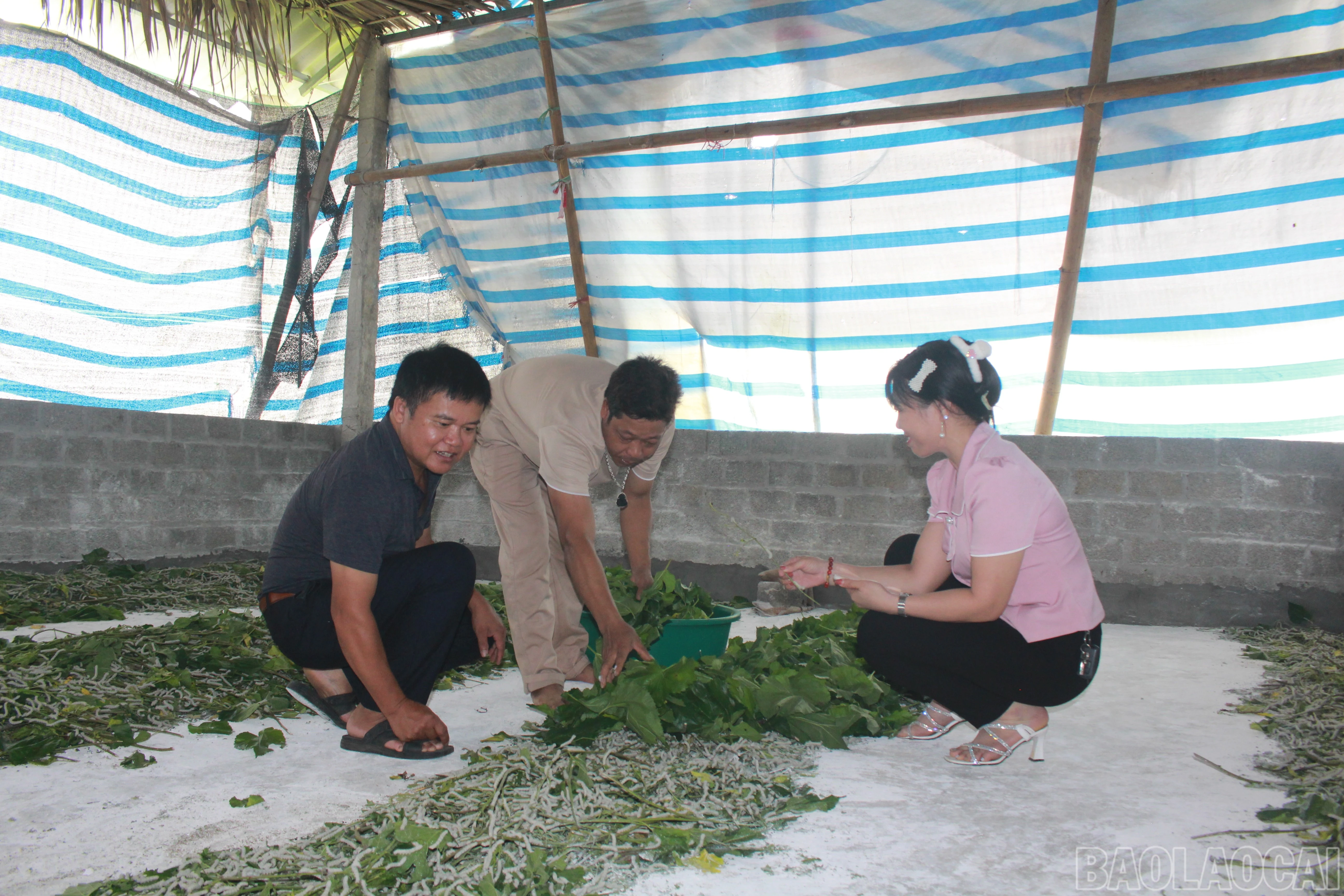 baolaocai-br_img-7407.jpg
