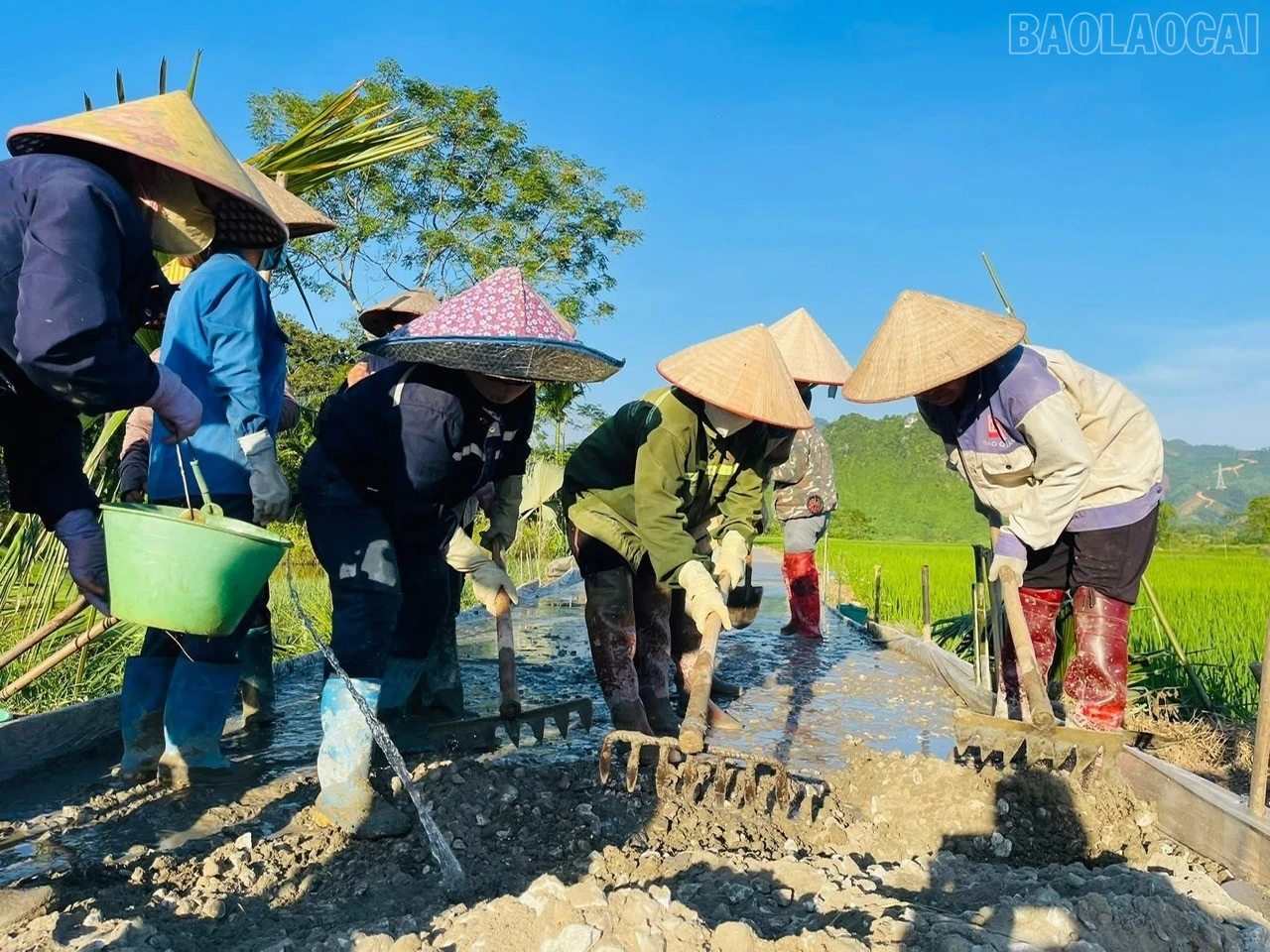 baolaocai-tr_z7500264145677-97a13d2d74e51dbaa8501bb8fba57a93.jpg
