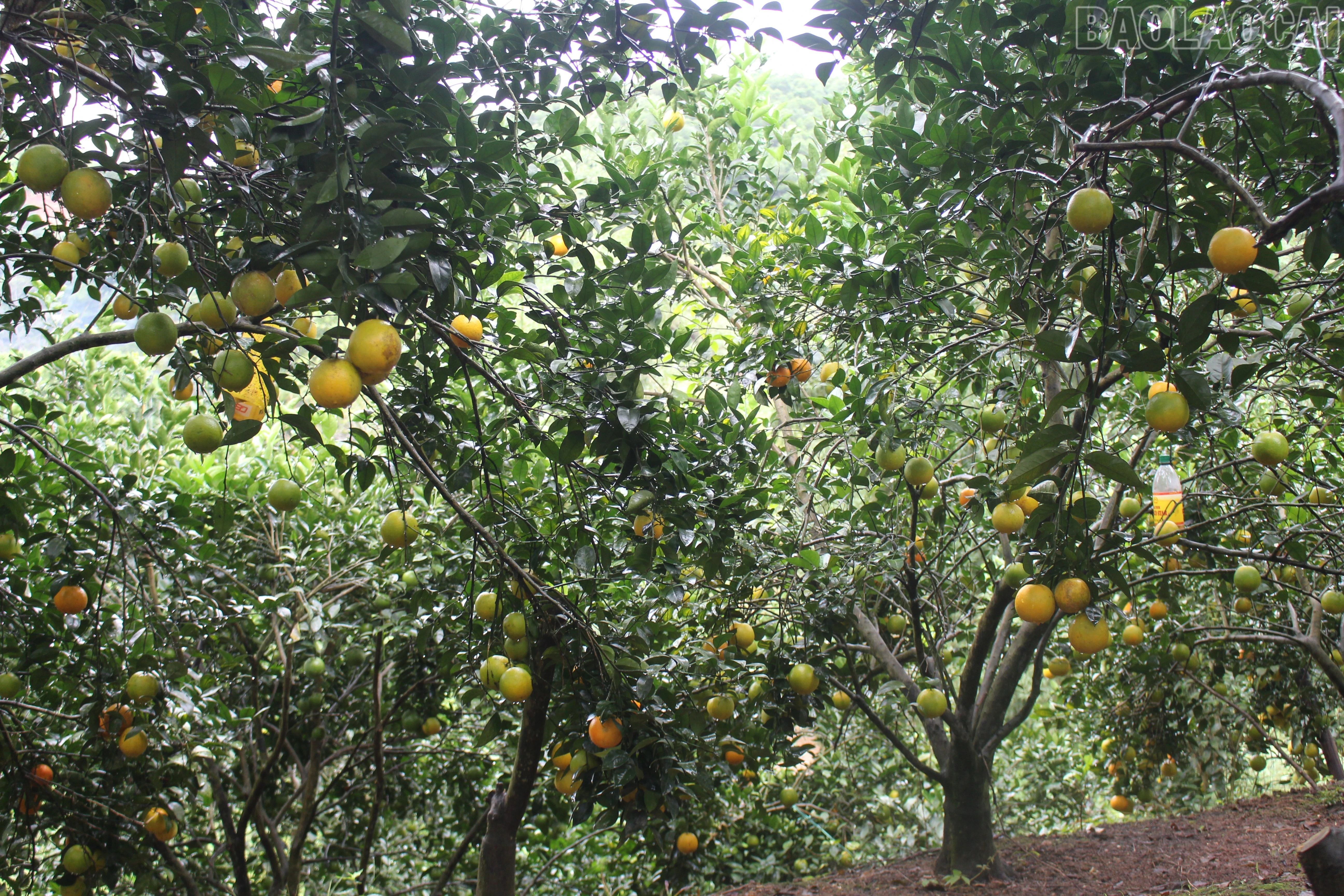 baolaocai-tr_img-6215.jpg