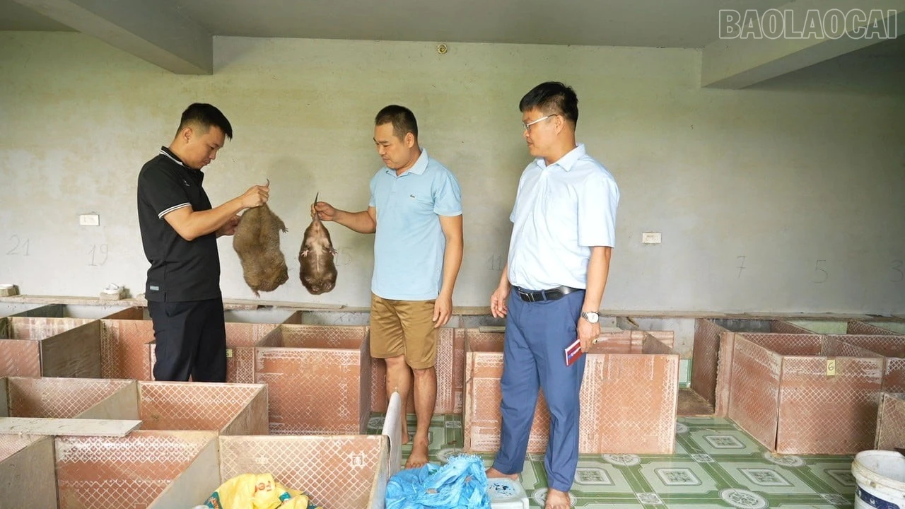 baolaocai-tr_mo-hinh-nuoi-dui-nha-anh-thanh-121355-898.jpg