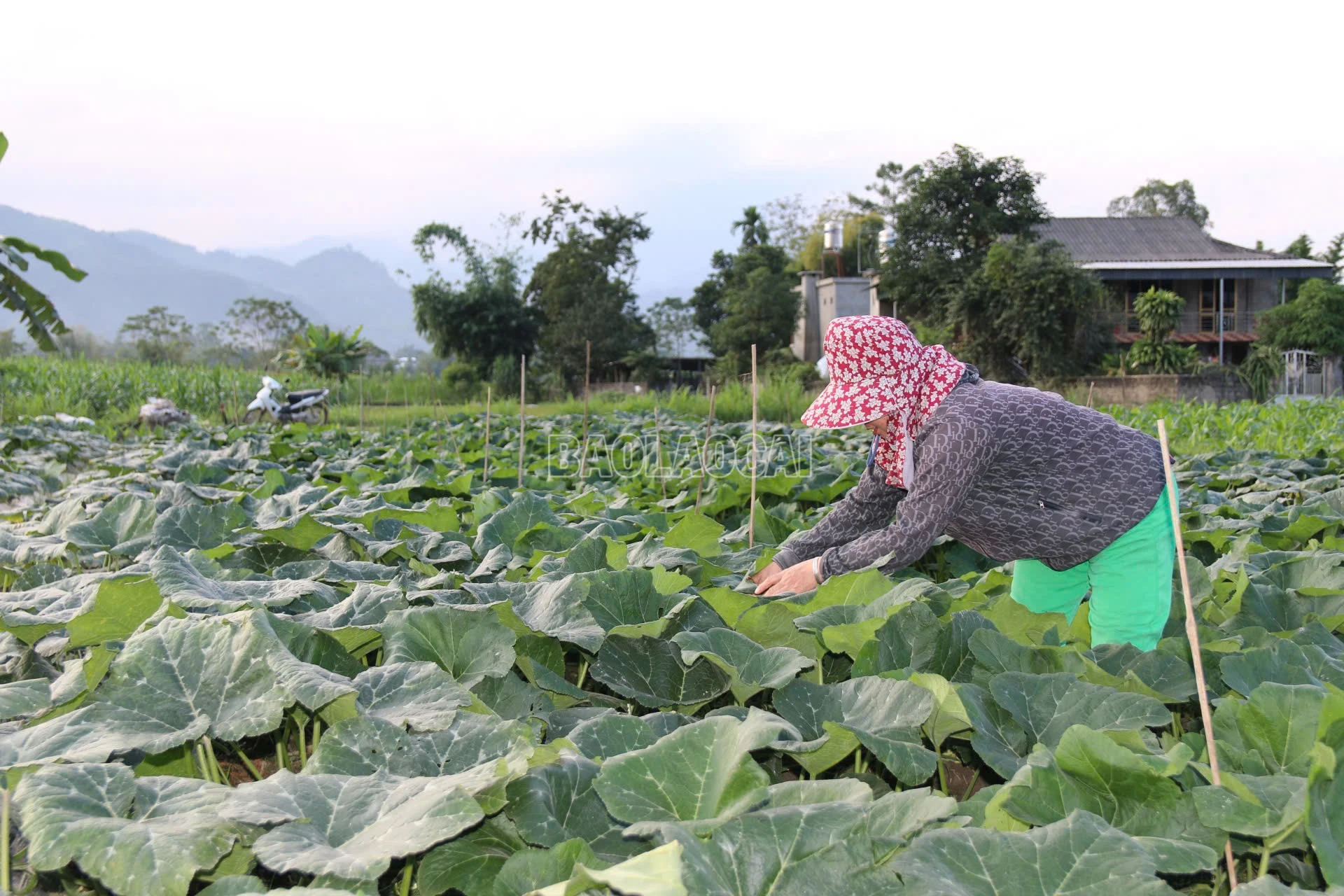 baolaocai-c_z7240823505088-22ea8a9d5fdb1d99be9858b771a5be7a.jpg