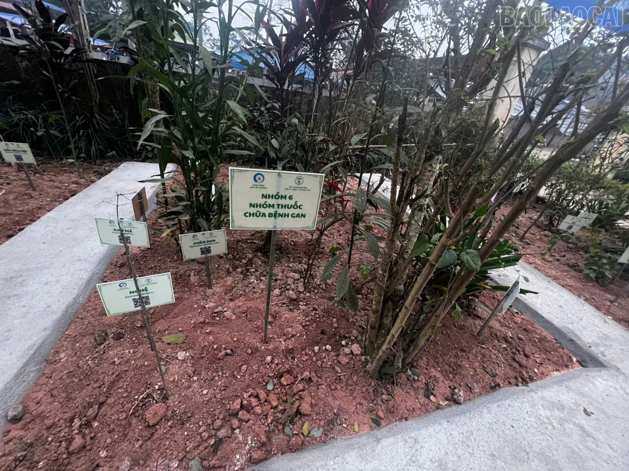 baolaocai-tr_z7519318799916-92ff9e5253c0924311c63852699f34c6.jpg