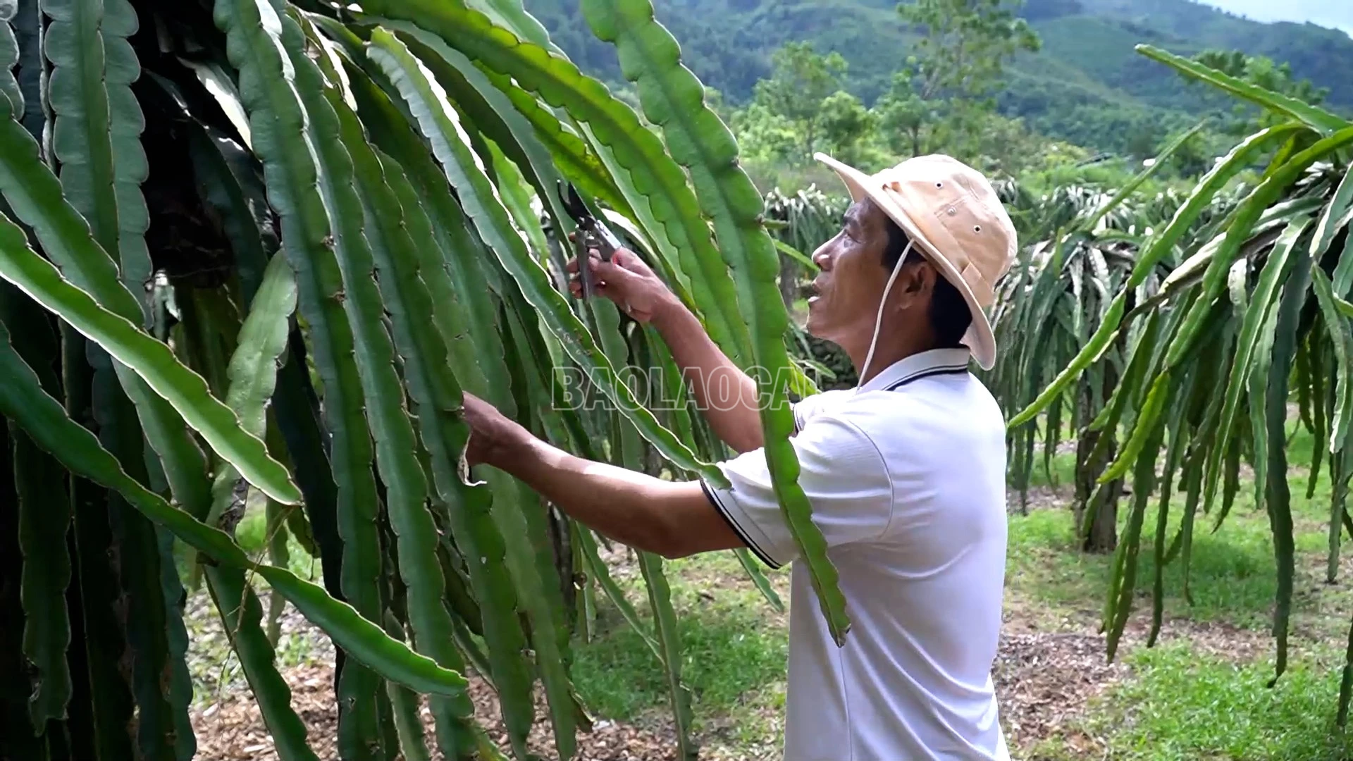 baolaocai-c_ong-pham-ba-duc.jpg