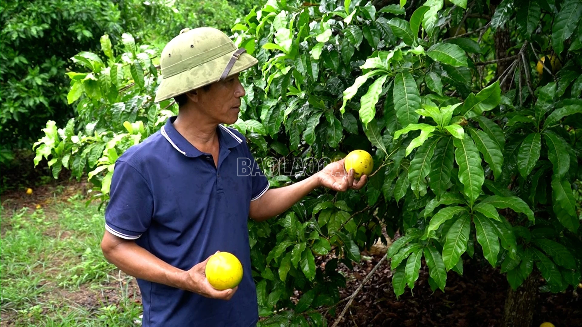 baolaocai-c_pham-ba-duc-4.jpg