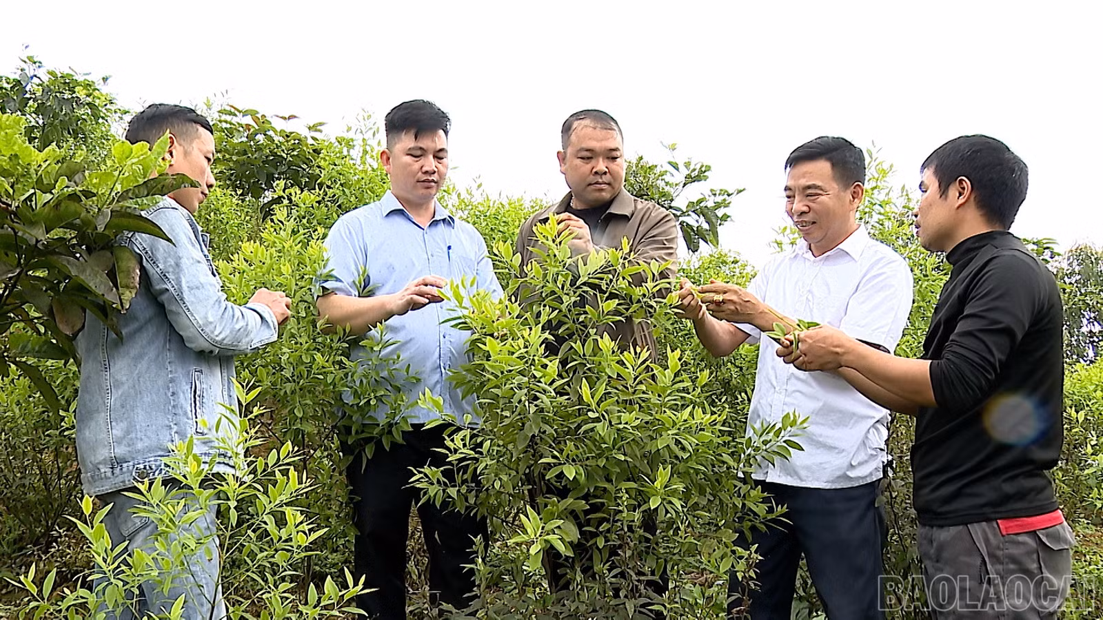 baolaocai-br_anh-dan-huong-4.jpg