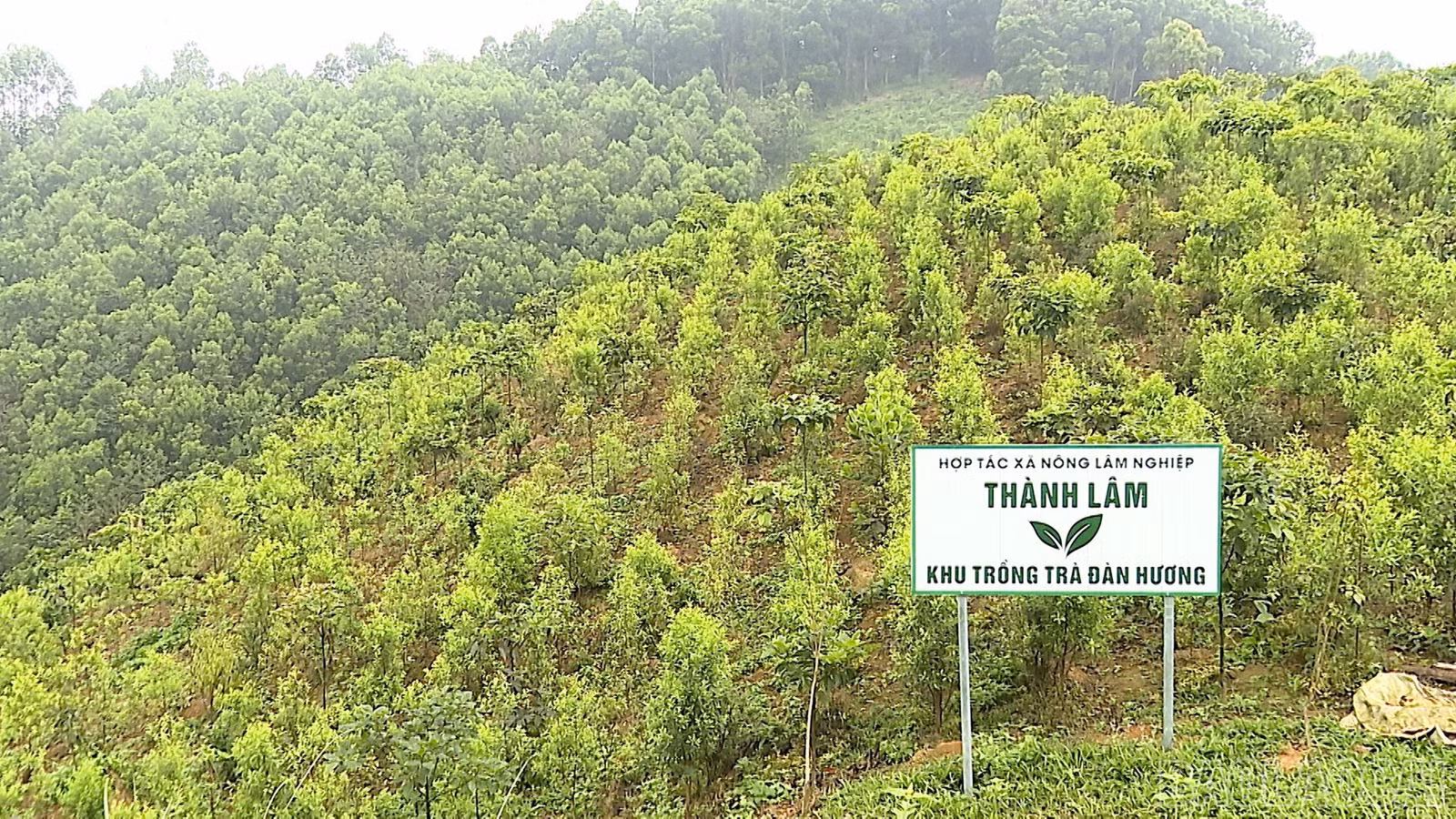 Mô hình trồng cây đàn hương của Hợp tác xã Nông Lâm nghiệp Thành Lâm tại thôn Làng Lạnh, xã Cảm Nhân.