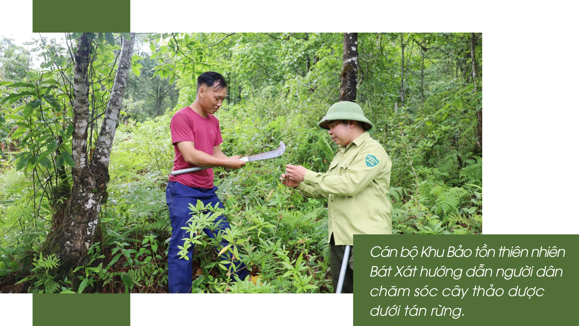 Chuyện giữ rừng ở vùng cao Bát Xát.png