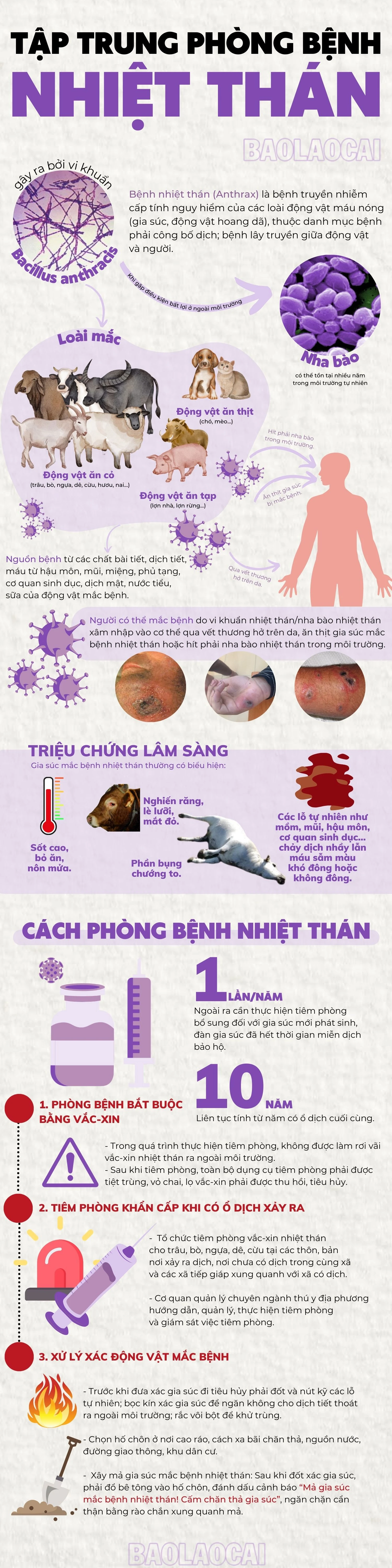 inforgraphic - phòng, chống bệnh Nhiệt thán.jpg