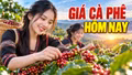 Giá cà phê hôm nay 26/9/2026: Giảm nhẹ, cao nhất 92.700 đồng/kg