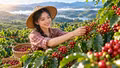 Giá cà phê hôm nay 2/10: Giá nội địa tăng mạnh, Robusta và Arabica khởi sắc