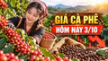 Giá cà phê hôm nay 3/10: Giảm 800 đồng/kg, Robusta và Arabica phân hóa