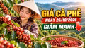 Giá cà phê hôm nay 26/10/2026: Giảm sâu, thị trường chờ tín hiệu đầu tuần
