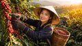Giá cà phê hôm nay 22/8 lên 97.900 đồng/kg, Robusta và Arabica trái chiều