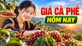 Giá cà phê hôm nay 28/9: Đi ngang trước phiên giao dịch thế giới đầu tuần