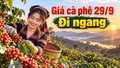 Giá cà phê hôm nay 29/9/2026: Đi ngang sau nhịp phục hồi mạnh