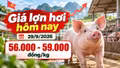 Giá lợn hơi hôm nay 29/9/2026: Miền Bắc bật tăng, cao nhất 59.000 đồng/kg