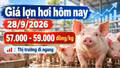 Giá lợn hơi hôm nay 28/9/2026: Ba miền đồng loạt giữ giá