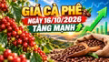 Giá cà phê hôm nay 16/10: Arabica tăng gần 2%, Tây Nguyên khởi sắc