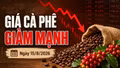Giá cà phê hôm nay 15/8/2026 lao dốc 1.500 đồng/kg, Robusta giảm tiếp