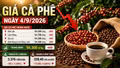 Giá cà phê hôm nay 4/9 tiếp tục lao dốc, Robusta xuống gần 3.400 USD/tấn