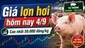 Giá lợn hơi hôm nay 4/9: Thị trường bắt đầu phân hóa sau chuỗi đi ngang