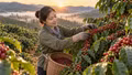 Giá cà phê hôm nay 17/9: Trong nước giảm, Robusta và Arabica lao dốc