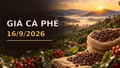 Giá cà phê hôm nay 16/9/2026 lên 95.500 đồng/kg, Arabica bật tăng