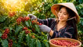 Giá cà phê hôm nay 26/8/2026 tăng mạnh, cao nhất 97.700 đồng/kg