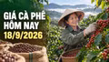Giá cà phê hôm nay 18/9 giảm 300 đồng/kg, hai sàn thế giới cùng đi xuống