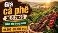 Giá cà phê hôm nay 30/8/2026 giảm nhẹ, cao nhất còn 95.300 đồng/kg