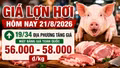 Giá lợn hơi hôm nay 21/8/2026 tăng tiếp, mức 55.000 đồng/kg biến mất